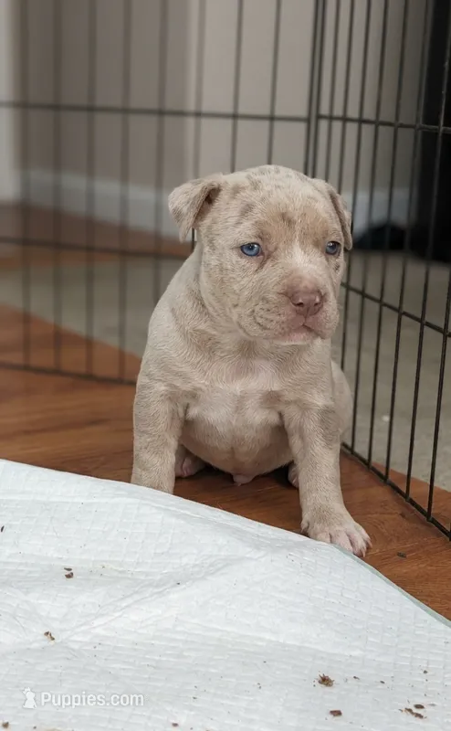 Beau – American Bully puppy for sale in Chesapeake, VA