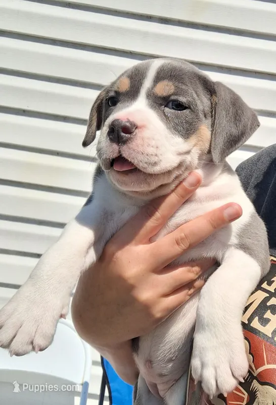 Athena – American Bully puppy for sale in Chesapeake, VA