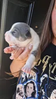 Athena, a female American Bully for sale in Chesapeake, VA – 5 of 8