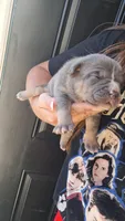 Sadie, a female American Bully for sale in Chesapeake, VA – 4 of 9
