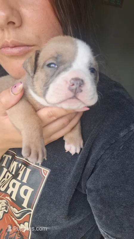 Tucker – American Bully puppy for sale in Chesapeake, VA