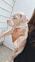 Millie, a female American Bully for sale in Chesapeake, VA – 1 of 9