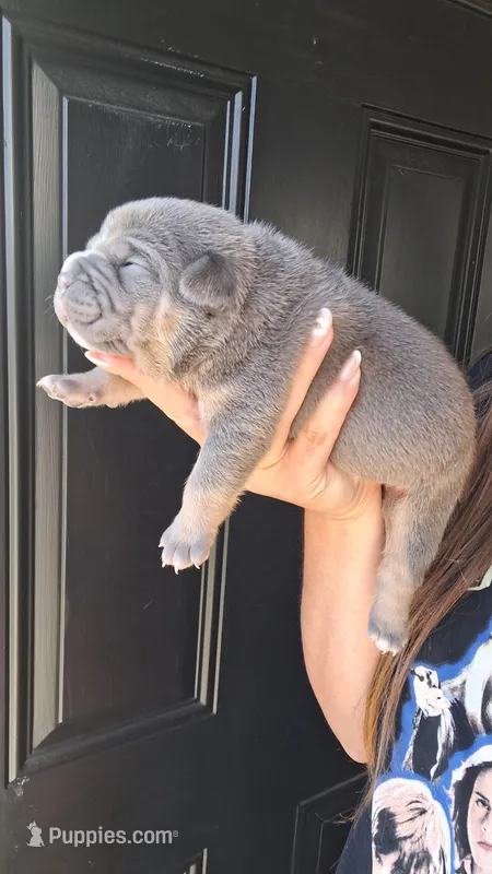 Sadie – American Bully puppy for sale in Chesapeake, VA