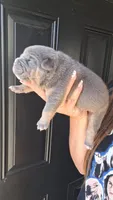 Sadie, a female American Bully for sale in Chesapeake, VA – 1 of 9