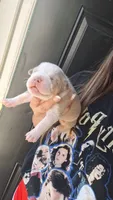 Lilly, a female American Bully for sale in Chesapeake, VA – 5 of 8