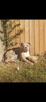 Tucker, a male American Bully for sale in Chesapeake, VA – Photo 10 of 10