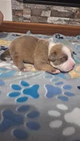 Tucker, a male American Bully for sale in Chesapeake, VA – Photo 2 of 10