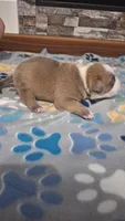 Tucker, a male American Bully for sale in Chesapeake, VA – Photo 5 of 10