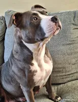 Tucker, a male American Bully for sale in Chesapeake, VA – Photo 9 of 10