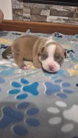 Tucker, a male American Bully for sale in Chesapeake, VA – Photo 8 of 10
