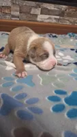 Tucker, a male American Bully for sale in Chesapeake, VA – Photo 7 of 10