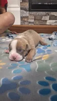 Tucker, a male American Bully for sale in Chesapeake, VA – Photo 4 of 10