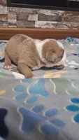 Tucker, a male American Bully for sale in Chesapeake, VA – Photo 3 of 10