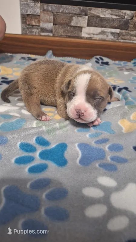 Tucker – American Bully puppy for sale in Chesapeake, VA