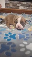 Tucker, a male American Bully for sale in Chesapeake, VA – Photo 1 of 10