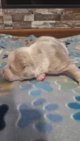 Honey, a female American Bully for sale in Chesapeake, VA – Photo 7 of 10
