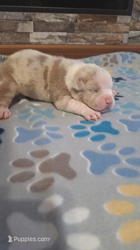 Honey – American Bully puppy for sale in Chesapeake, VA