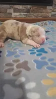 Honey, a female American Bully for sale in Chesapeake, VA – Photo 1 of 10