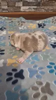 Honey, a female American Bully for sale in Chesapeake, VA – Photo 5 of 10