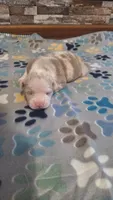 Honey, a female American Bully for sale in Chesapeake, VA – Photo 3 of 10