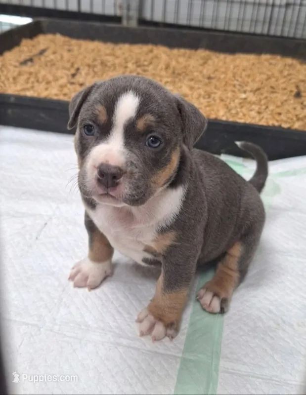 Willow – American Bully puppy for sale in Chesapeake, VA