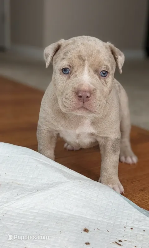 Beau – American Bully puppy for sale in Chesapeake, VA