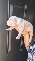 Millie, a female American Bully for sale in Chesapeake, VA – 3 of 7