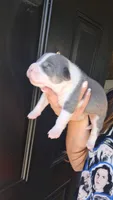 Athena, a female American Bully for sale in Chesapeake, VA – 2 of 8