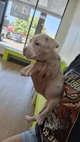Millie, a female American Bully for sale in Chesapeake, VA – 6 of 9
