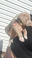 Rusty, a male American Bully for sale in Chesapeake, VA – 5 of 5