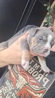 Willow, a female American Bully for sale in Chesapeake, VA – 5 of 6