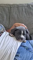 Valor, a male American Bully for sale in Chesapeake, VA – 6 of 6