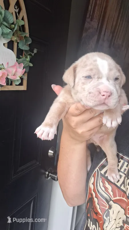 Rusty – American Bully puppy for sale in Chesapeake, VA