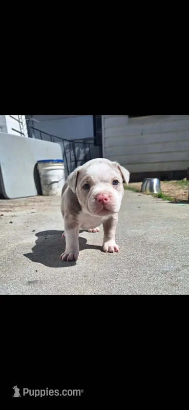 Honey – American Bully puppy for sale in Chesapeake, VA