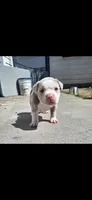 Honey, a female American Bully for sale in Chesapeake, VA – 1 of 6
