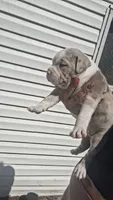 Honey, a female American Bully for sale in Chesapeake, VA – 4 of 6