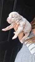 Elliot, a male American Bully for sale in Chesapeake, VA – 2 of 8
