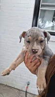 Bluey, a female American Bully for sale in Chesapeake, VA – 3 of 4