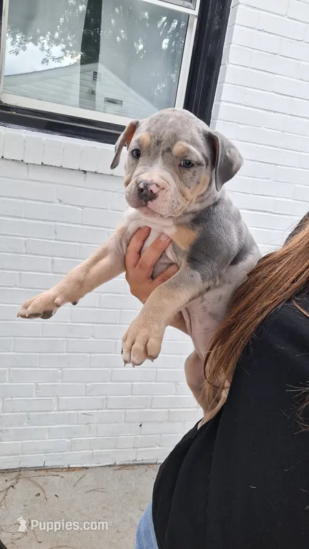 Bluey – American Bully puppy for sale in Chesapeake, VA