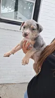 Bluey, a female American Bully for sale in Chesapeake, VA – 1 of 4