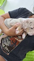Millie, a female American Bully for sale in Chesapeake, VA – 5 of 9