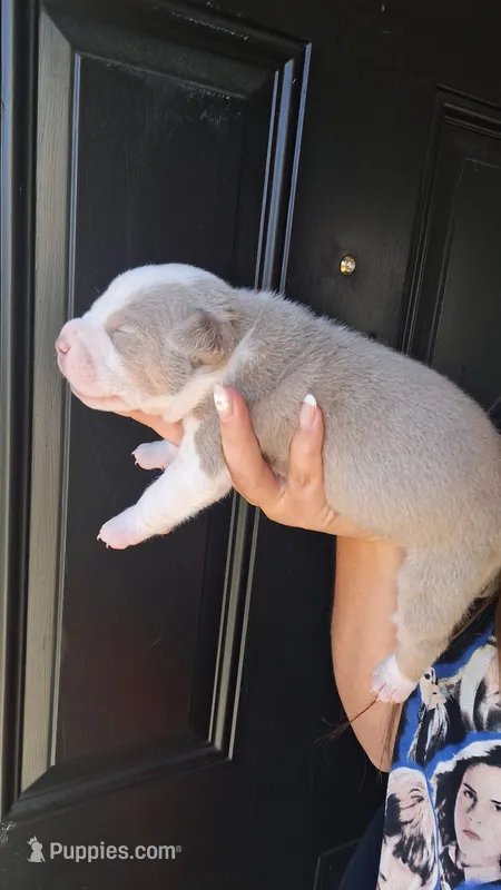Lilly – American Bully puppy for sale in Chesapeake, VA