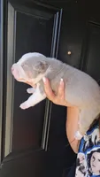 Lilly, a female American Bully for sale in Chesapeake, VA – 1 of 8