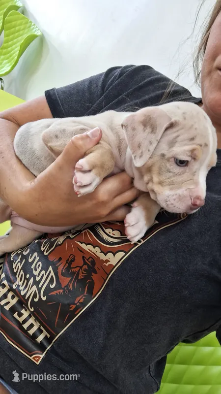Millie – American Bully puppy for sale in Chesapeake, VA