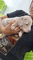 Millie, a female American Bully for sale in Chesapeake, VA – 4 of 9