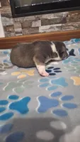 Willow, a female American Bully for sale in Chesapeake, VA – Photo 6 of 10