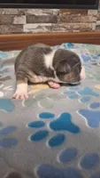 Willow, a female American Bully for sale in Chesapeake, VA – Photo 2 of 10