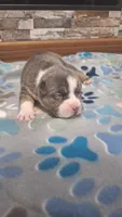 Willow, a female American Bully for sale in Chesapeake, VA – Photo 3 of 10