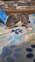 Willow, a female American Bully for sale in Chesapeake, VA – Photo 4 of 10