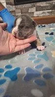Willow, a female American Bully for sale in Chesapeake, VA – Photo 5 of 10
